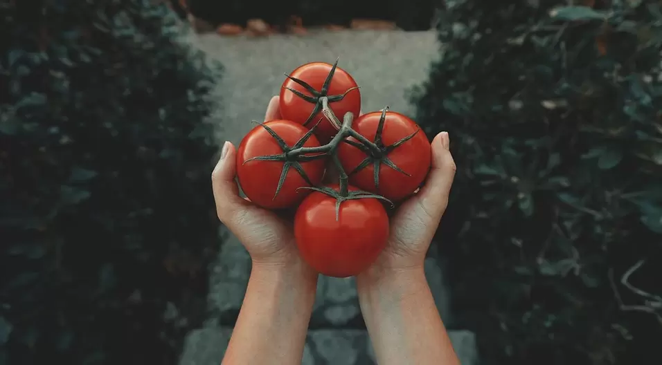 домати за потентност