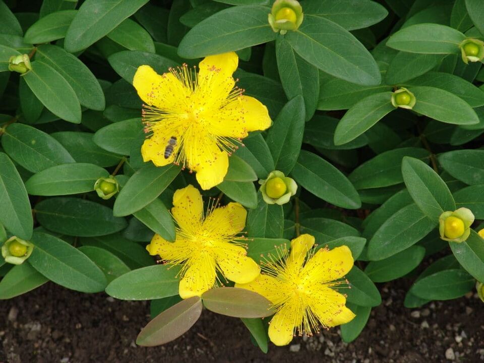 Растение жълт кантарион за потентност